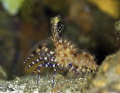   Saron Marble Shrimp  